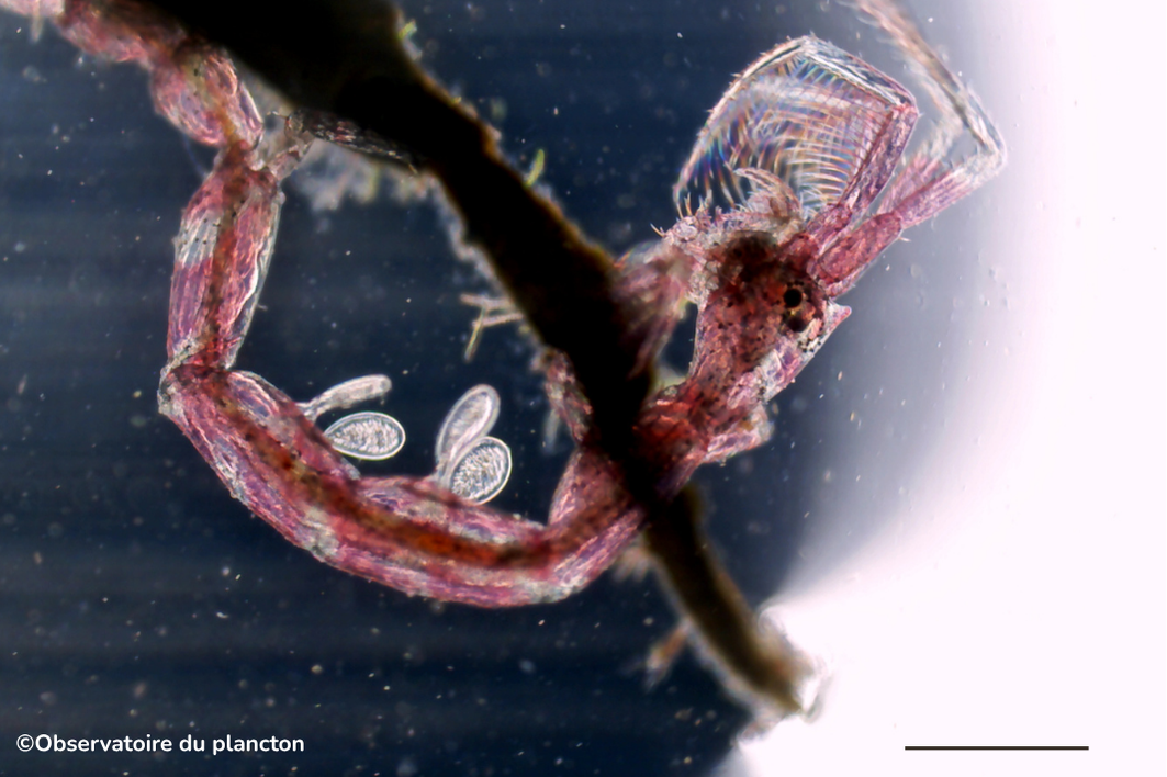 Les Amphipodes : Architectes invisibles et créatures étranges du monde ...