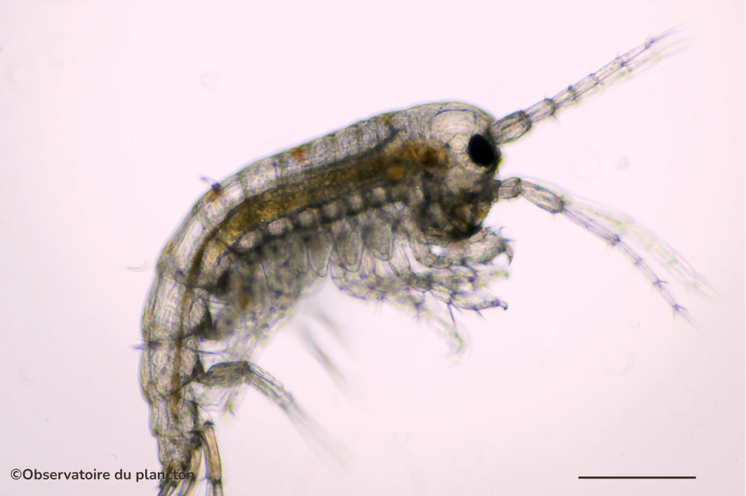 Les Amphipodes : Architectes invisibles et créatures étranges du monde ...